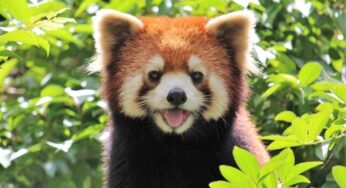 【様々な英語表現】英語の「笑う」にも色んな種類があります！